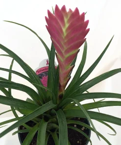 Pink Quill Live Plant - Tillandsia cyanea - Exotic Indoor Plant - 4