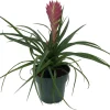 Pink Quill Live Plant - Tillandsia cyanea - Exotic Indoor Plant - 4" Pot - Image 1