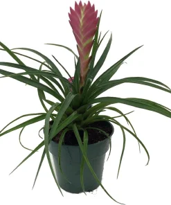Pink Quill Live Plant - Tillandsia cyanea - Exotic Indoor Plant - 4
