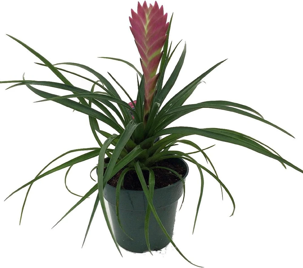 Pink Quill Live Plant - Tillandsia cyanea - Exotic Indoor Plant - 4" Pot - Image 1