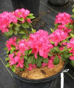 Pink Reblooming Azalea Live Plant – 4" Pot – Outdoor Shrub - Image 2