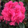 Pink Reblooming Azalea Live Plant – 4" Pot – Outdoor Shrub - Image 1