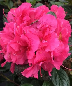 Pink Reblooming Azalea Live Plant – 4