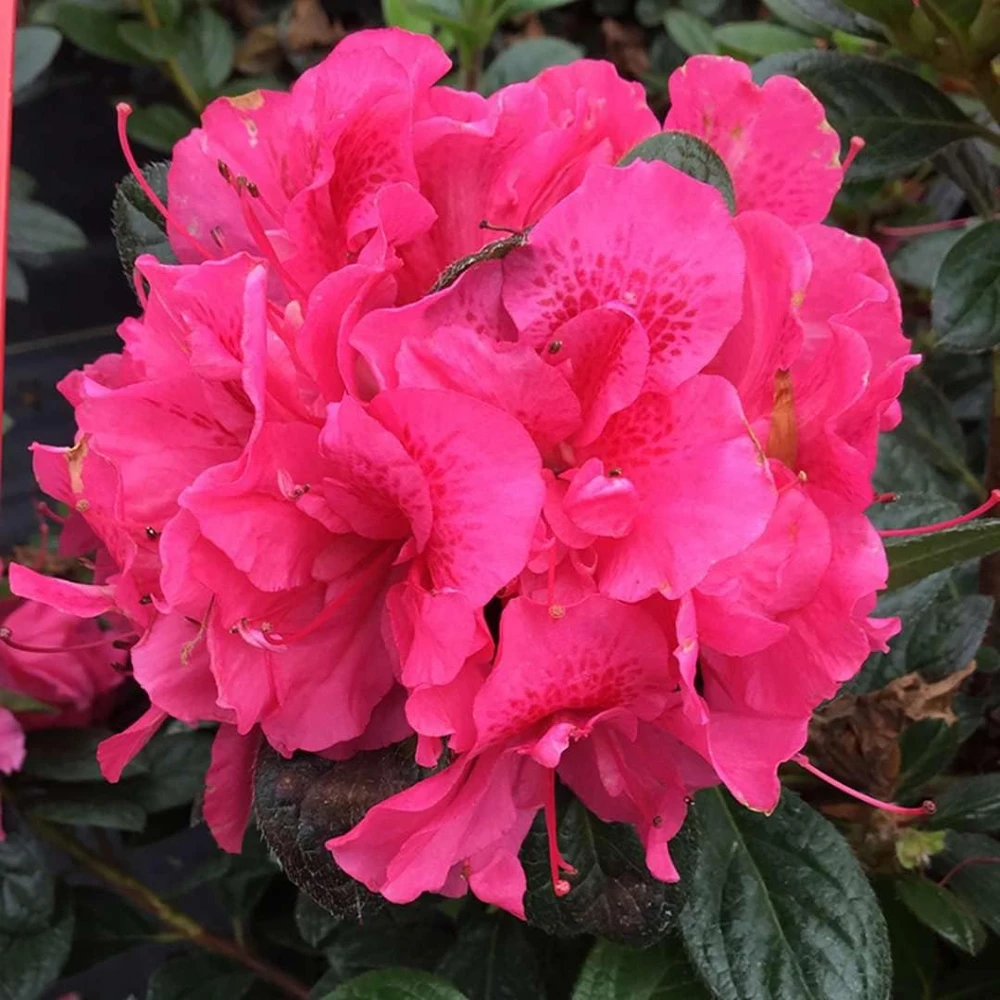 Pink Reblooming Azalea Live Plant – 4" Pot – Outdoor Shrub - Image 1