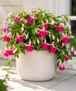 Pink Rosella Fuchsia Live Plant - Double Pink Flowers, 4-6in Tall, 5in Pot - Image 4