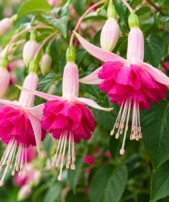 Pink Rosella Fuchsia Live Plant - Double Pink Flowers, 4-6in Tall, 5in Pot - Image 6