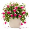 Pink Rosella Fuchsia Live Plant - Double Pink Flowers, 4-6 inch Tall, 5 Inch Pot - Image 1