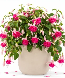 Pink Rosella Fuchsia Live Plant - Double Pink Flowers, 4-6 inch Tall, 5 Inch Pot - Image 1