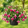 Pink Rosella Fuchsia Live Plant - Double Pink Flowers, 4-6in Tall, 5in Pot - Image 1