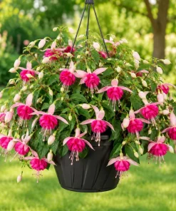 Pink Rosella Fuchsia Live Plant - Double Pink Flowers, 4-6in Tall, 5in Pot - Image 1