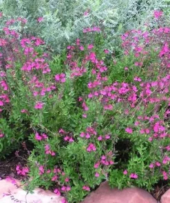 Pink Salvia Greggii Live Plant – Flowering Sage Perennial, 1 Gallon Pot, Outdoor - Image 2