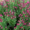 Pink Salvia Greggii Live Plant – Flowering Sage Perennial, 1 Gallon Pot, Outdoor - Image 1