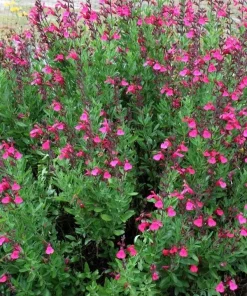 Pink Salvia Greggii Live Plant – Flowering Sage Perennial, 1 Gallon Pot, Outdoor - Image 1
