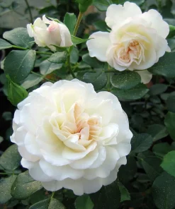 Pink Shrub Rose Live Plant - Repeat Bloomer - Hardy Zones 4-9 - 4 inch Pot - Image 2