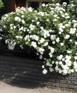 Pink Shrub Rose Live Plant - Repeat Bloomer - Hardy Zones 4-9 - 4 inch Pot - Image 4