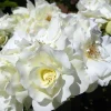Pink Shrub Rose Live Plant - Repeat Bloomer - Hardy Zones 4-9 - 4 inch Pot - Image 1