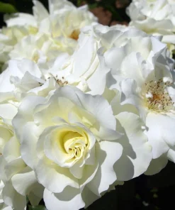 Pink Shrub Rose Live Plant - Repeat Bloomer - Hardy Zones 4-9 - 4 inch Pot - Image 1