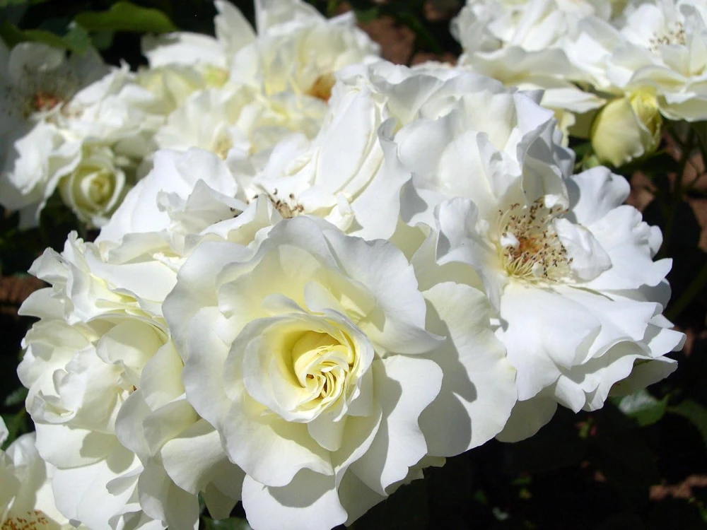 Pink Shrub Rose Live Plant - Repeat Bloomer - Hardy Zones 4-9 - 4 inch Pot - Image 1