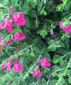 Pink Skullcap Live Plant – Scutellaria suffrutescens Perennial – 1 Gallon Pot - Image 2