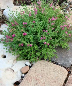 Pink Skullcap Live Plant – Scutellaria suffrutescens Perennial – 1 Gallon Pot - Image 3