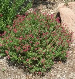 Pink Skullcap Live Plant – Scutellaria suffrutescens Perennial – 1 Gallon Pot - Image 4