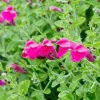 Pink Skullcap Live Plant – Scutellaria suffrutescens Perennial – 1 Gallon Pot - Image 1