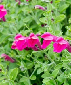Pink Skullcap Live Plant – Scutellaria suffrutescens Perennial – 1 Gallon Pot - Image 1