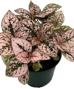 Pink Splash Polka Dot Plant - Hypoestes - Live Indoor Houseplant - 3.5" Pot - Image 2