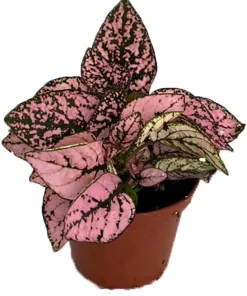 Pink Splash Polka Dot Plant - Hypoestes - Live Indoor Houseplant - 3.5