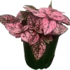 Pink Splash Polka Dot Plant - Hypoestes - Live Indoor Houseplant - 3.5" Pot - Image 1