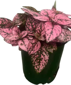 Pink Splash Polka Dot Plant - Hypoestes - Live Indoor Houseplant - 3.5