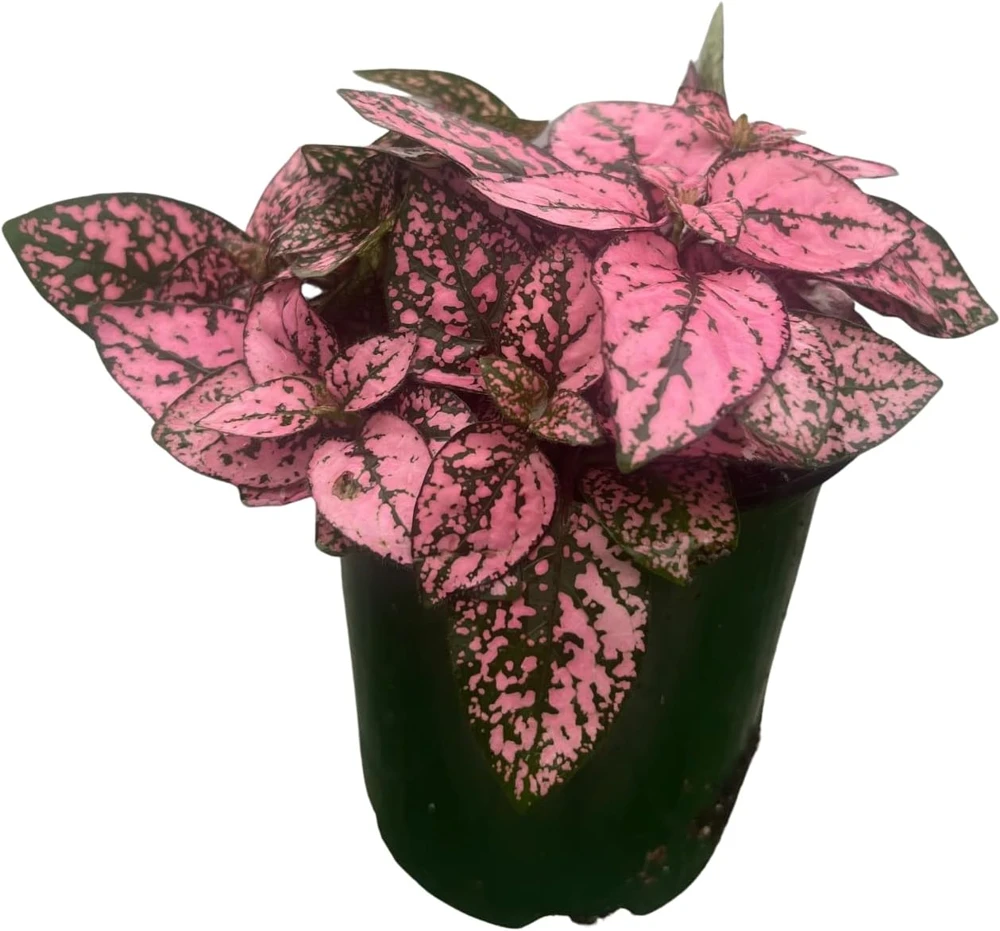 Pink Splash Polka Dot Plant - Hypoestes - Live Indoor Houseplant - 3.5" Pot - Image 1