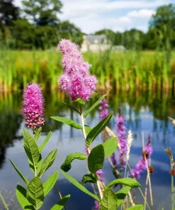 Pink Steeplebush Shrub Seeds – 50 Spiraea Tomentosa Seeds for Gardens - Image 2