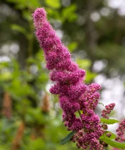 Pink Steeplebush Shrub Seeds – 50 Spiraea Tomentosa Seeds for Gardens - Image 3