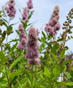 Pink Steeplebush Shrub Seeds – 50 Spiraea Tomentosa Seeds for Gardens - Image 4