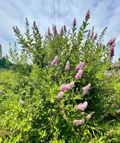 Pink Steeplebush Shrub Seeds – 50 Spiraea Tomentosa Seeds for Gardens - Image 5