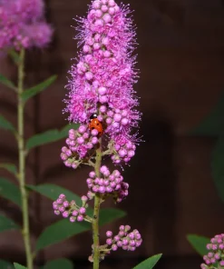 Pink Steeplebush Shrub Seeds – 50 Spiraea Tomentosa Seeds for Gardens - Image 6