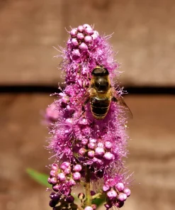Pink Steeplebush Shrub Seeds – 50 Spiraea Tomentosa Seeds for Gardens - Image 7