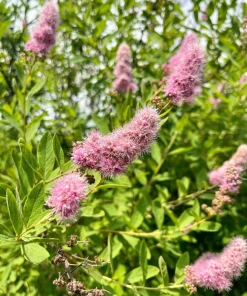 Pink Steeplebush Shrub Seeds – 50 Spiraea Tomentosa Seeds for Gardens - Image 8