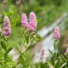 Pink Steeplebush Shrub Seeds – 50 Spiraea Tomentosa Seeds for Gardens - Image 1