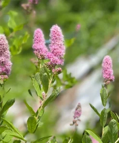 Pink Steeplebush Shrub Seeds – 50 Spiraea Tomentosa Seeds for Gardens - Image 1