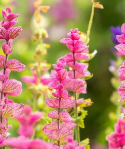 Pink Sundae Clary Sage Seeds - Salvia Viridis Flower, 50 Seeds - Image 2
