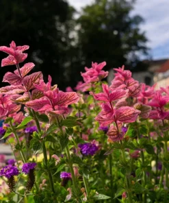 Pink Sundae Clary Sage Seeds - Salvia Viridis Flower, 50 Seeds - Image 3