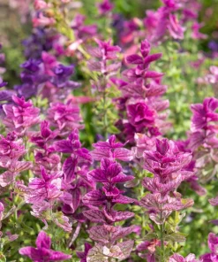 Pink Sundae Clary Sage Seeds - Salvia Viridis Flower, 50 Seeds - Image 4