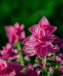 Pink Sundae Clary Sage Seeds - Salvia Viridis Flower, 50 Seeds - Image 5