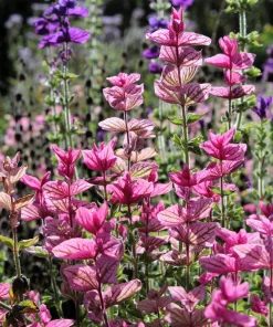 Pink Sundae Clary Sage Seeds - Salvia Viridis Flower, 50 Seeds - Image 6
