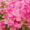 Pink Sundae Clary Sage Seeds - Salvia Viridis Flower, 50 Seeds - Image 1