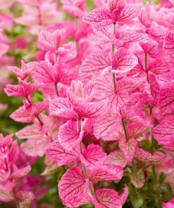 Pink Sundae Clary Sage Seeds - Salvia Viridis Flower, 50 Seeds - Image 1