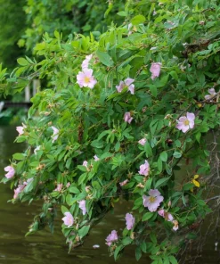 Pink Swamp Rose Seeds - Rosa Palustris Flower Shrub, 25 Seeds, Average to Wet Soil - Image 2
