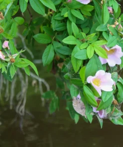 Pink Swamp Rose Seeds - Rosa Palustris Flower Shrub, 25 Seeds, Average to Wet Soil - Image 3